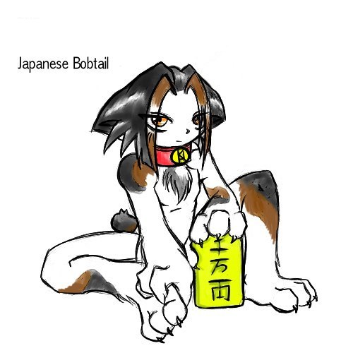 japanesse bobtail.. person styel!!